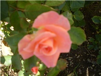 e383980b-Picture 455.jpg